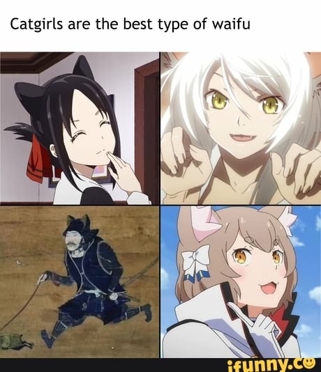 Cat girls are the greatest - iFunny