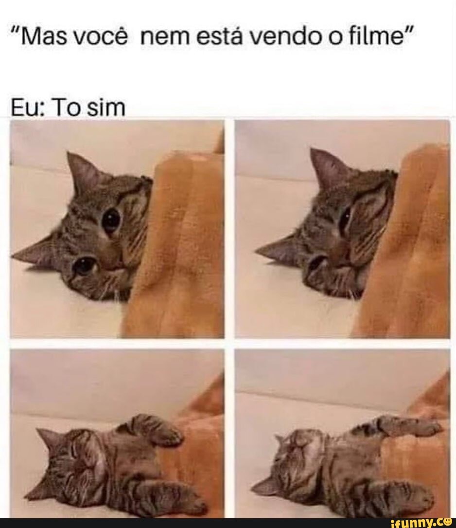 Esse gato morreu de ligma, uma tragédia - iFunny Brazil