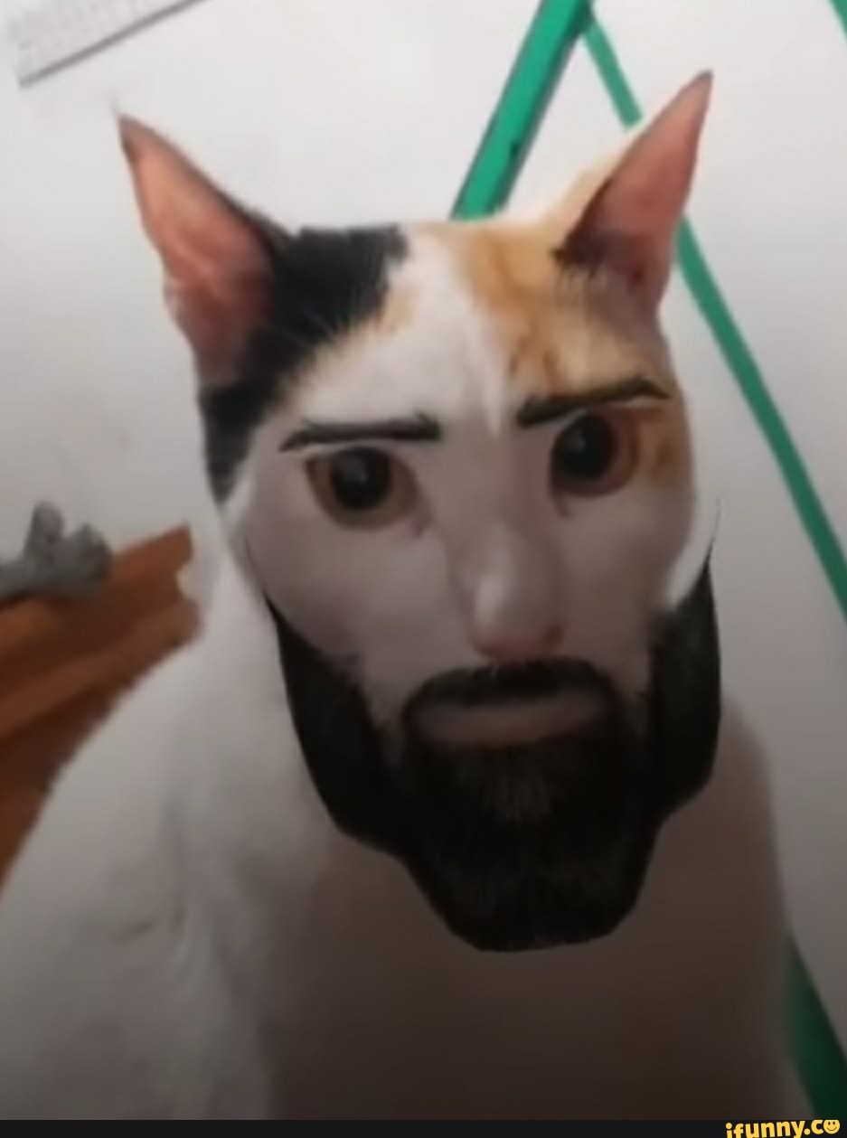 Chad cat - Roblox