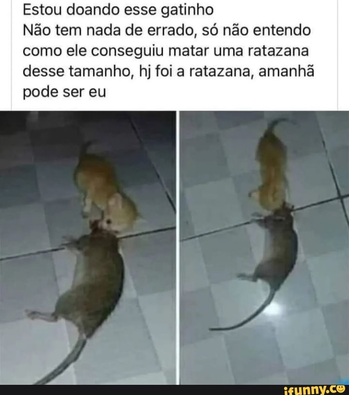 Direitos dos Animais - Foi assim que eu morri'' 😢💔 Comi um rato  envenenado Uma mulher encontrou-me. Tenho estado tão doente. Trouxe-me  para dentro para me manter quente. Abri os meus olhos