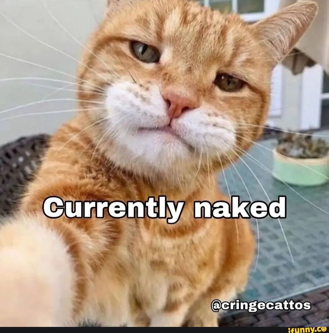 Acringecattos memes. Best Collection of funny Acringecattos pictures on  iFunny Brazil