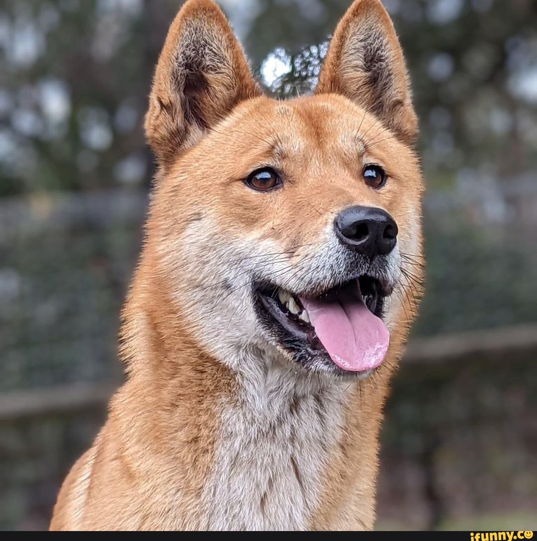 Dingo memes. Best Collection of funny Dingo pictures on iFunny Brazil