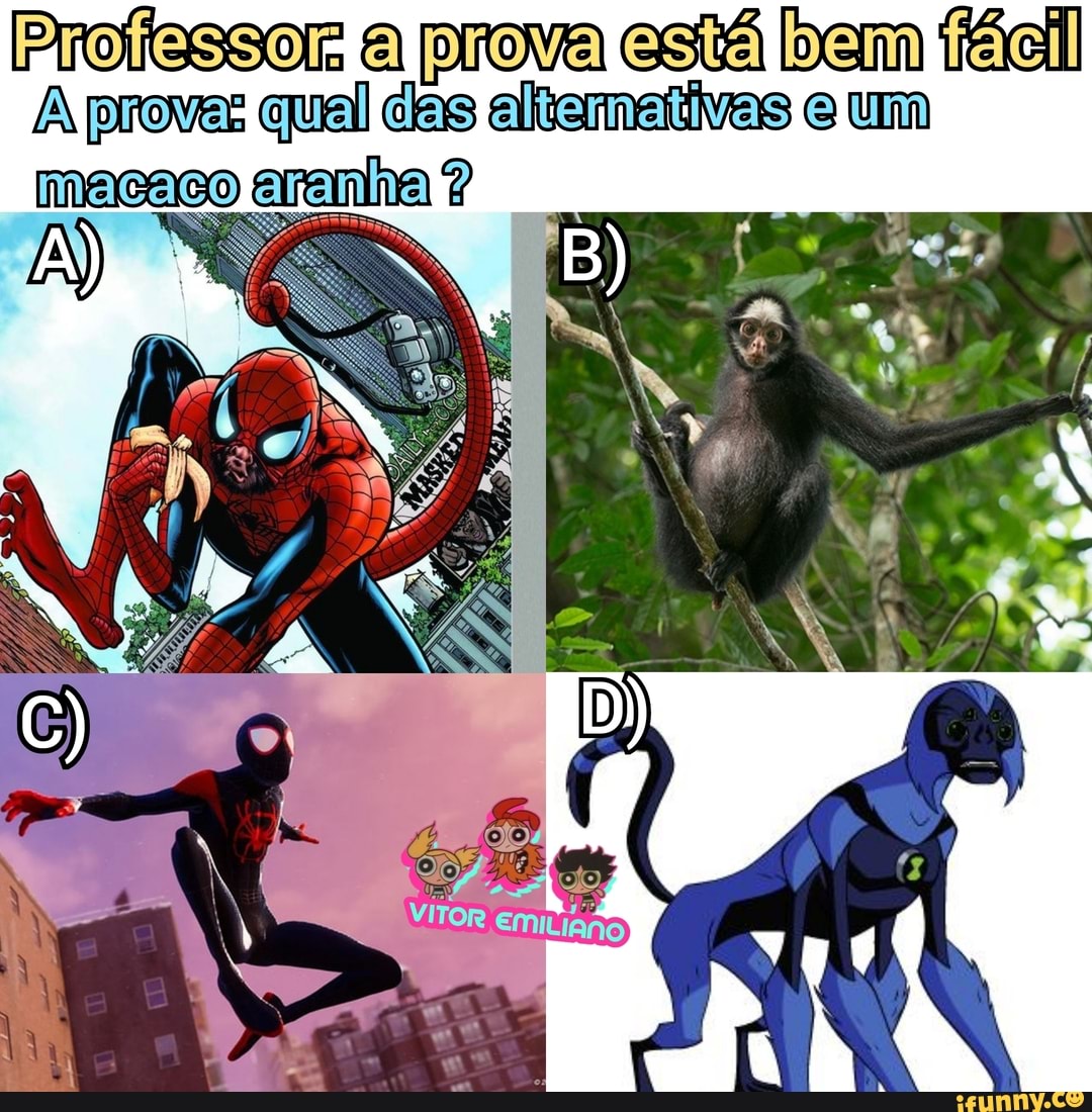 Macaco-aranha - Ache Tudo e Região