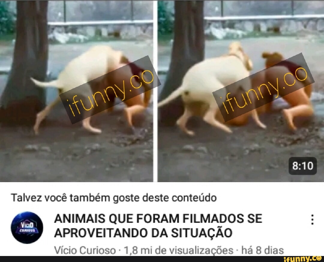 Pork memes. Best Collection of funny Pork pictures on iFunny Brazil