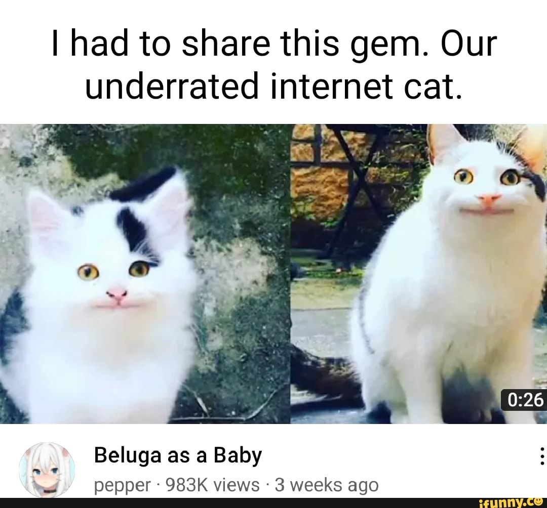 I had to share this gem. Our underrated internet cat. Beluga as a Baby  pepper 983K views 3 weeks ago - iFunny Brazil