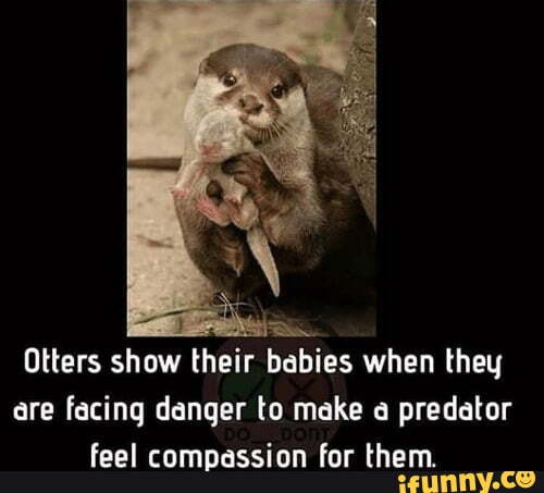 Otters show their babies when they are facing danger to make a predator