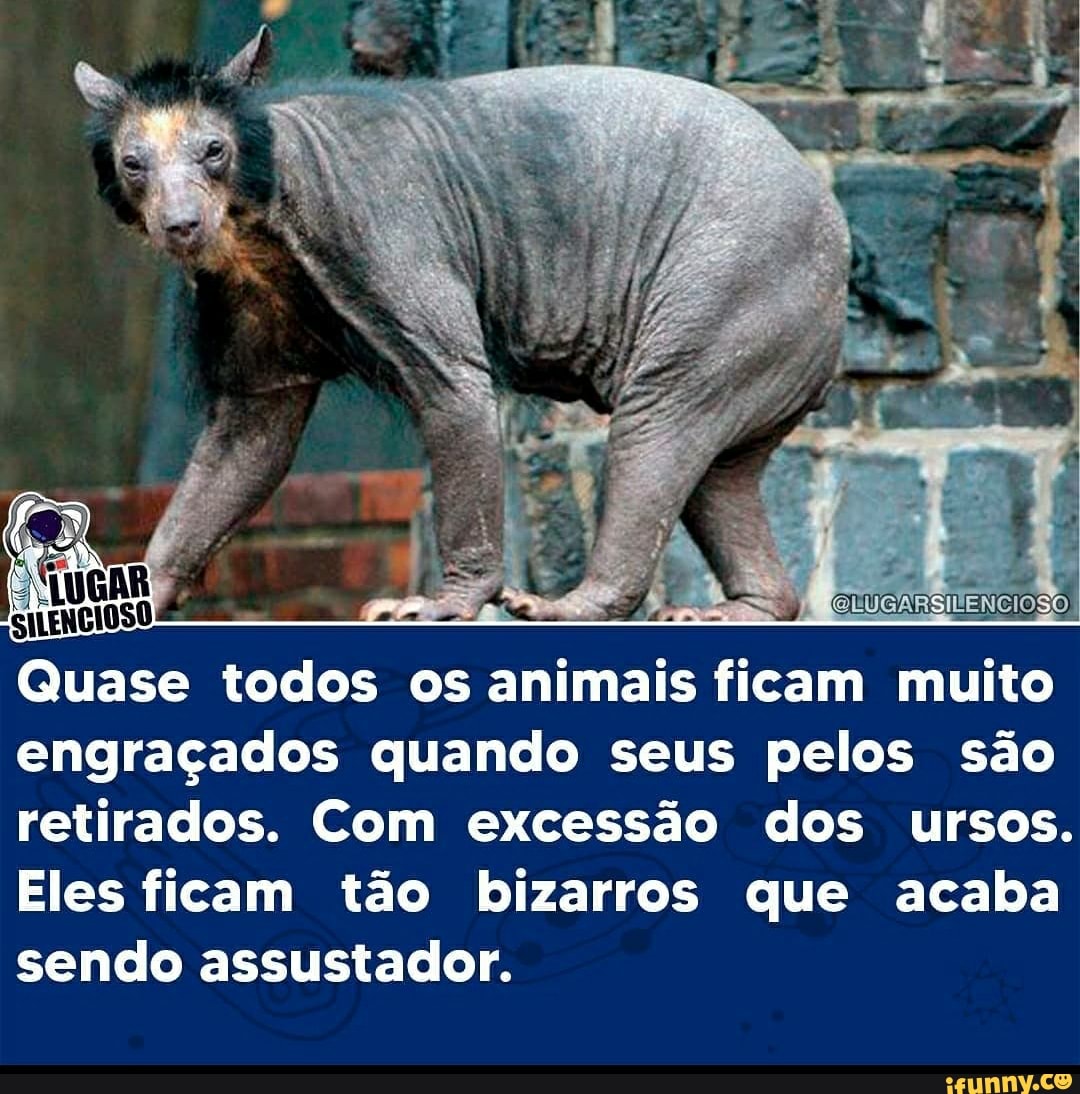 Quase todos os animais ficam muito engraçados quando seus pelos são  retirados. Com excessão dos ursos. Eles ficam tão bizarros que acaba sendo  assustador. - iFunny Brazil