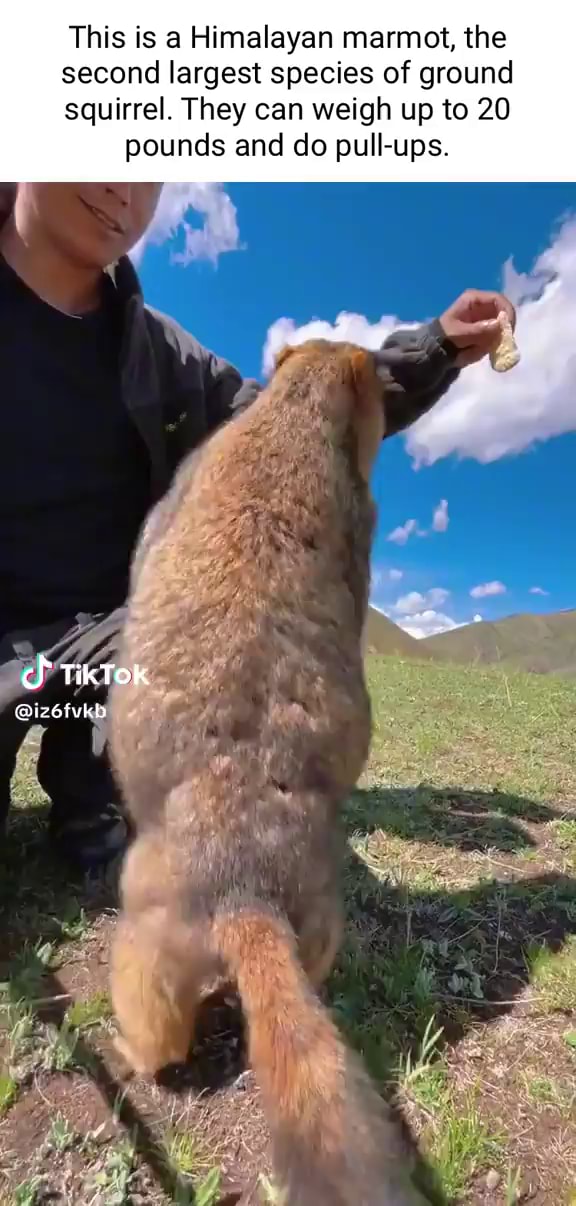 The Legendary Gold-Digging Himalayan Marmot