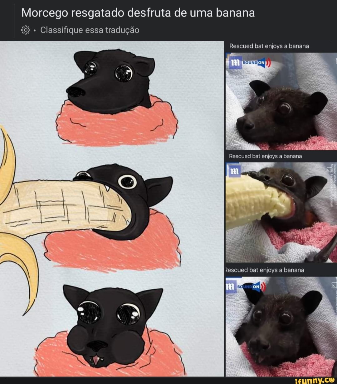 Morcego resgatado desfruta de uma banana Classifique essa tradução Rescued  bal enjoys a banana Rescued bat enjoys a banana tescued bat enjoys - iFunny  Brazil