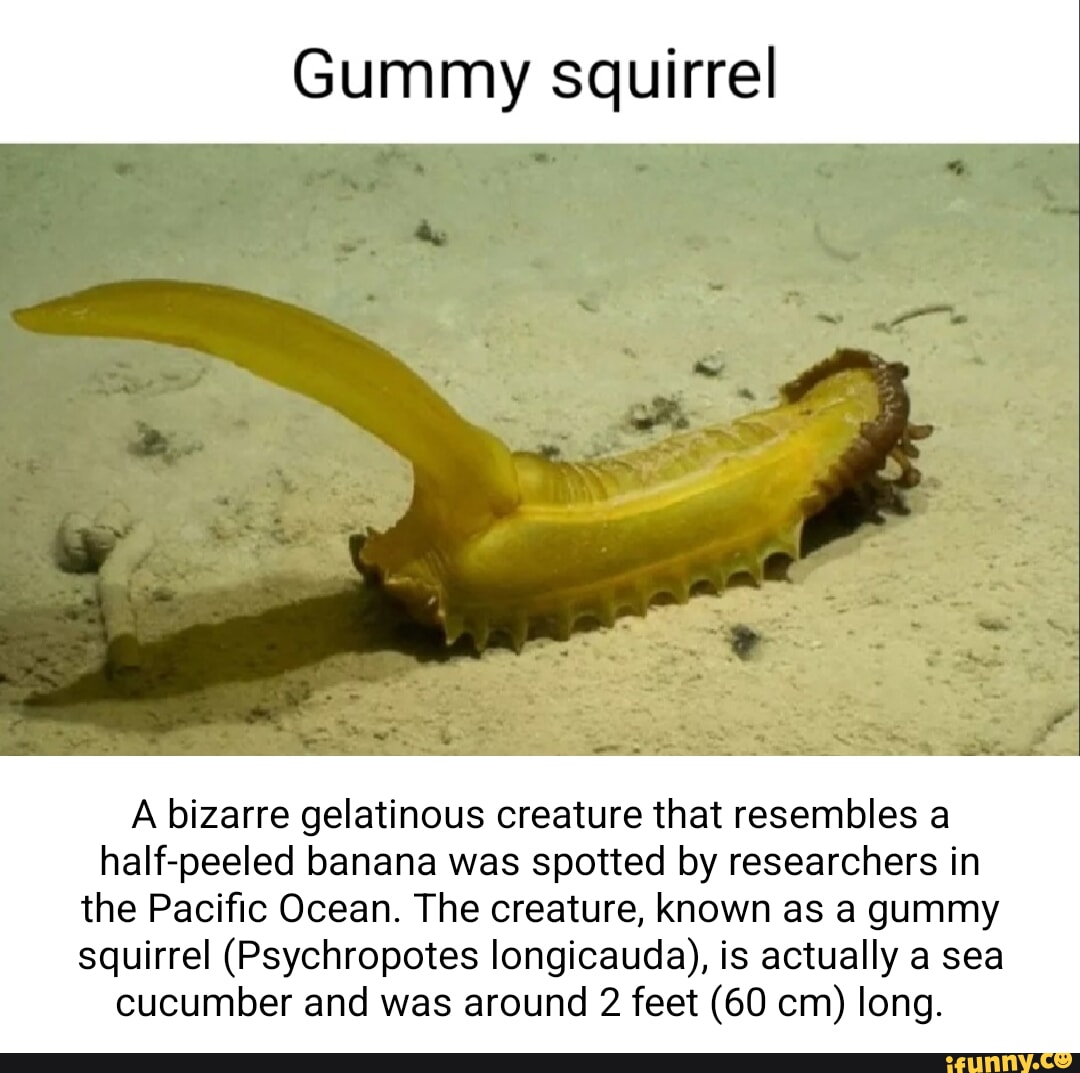 Gummy squirrel A bizarre gelatinous creature that resembles a half