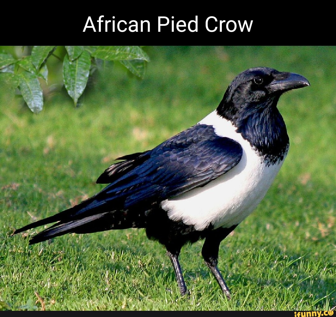 African Pied Crow - iFunny Brazil