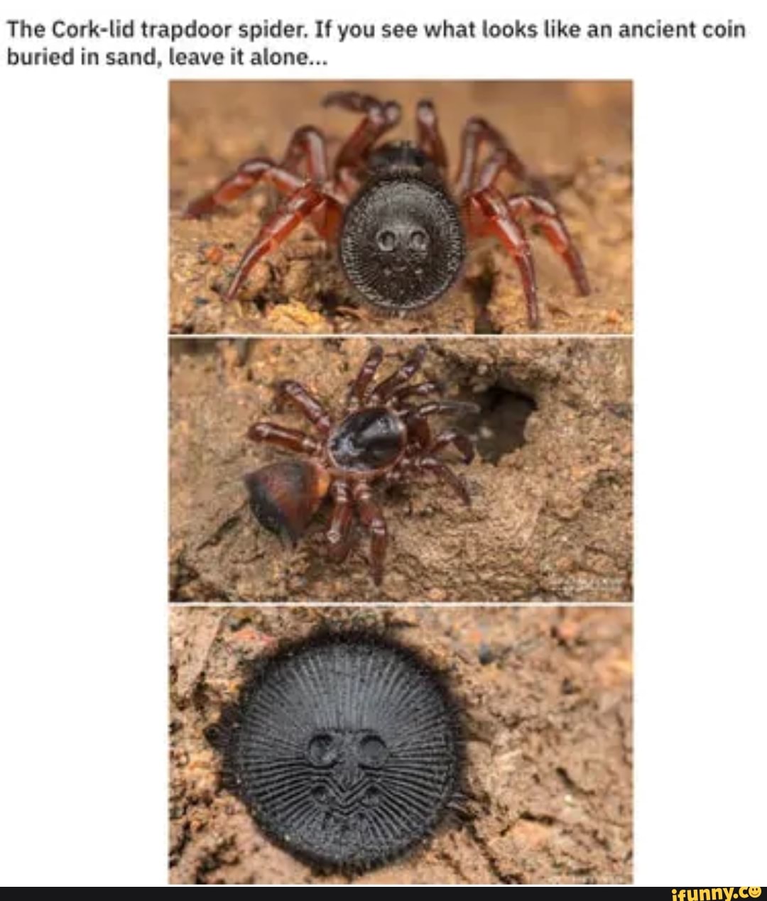 The Cork lid trapdoor spider. If you see what looks like an