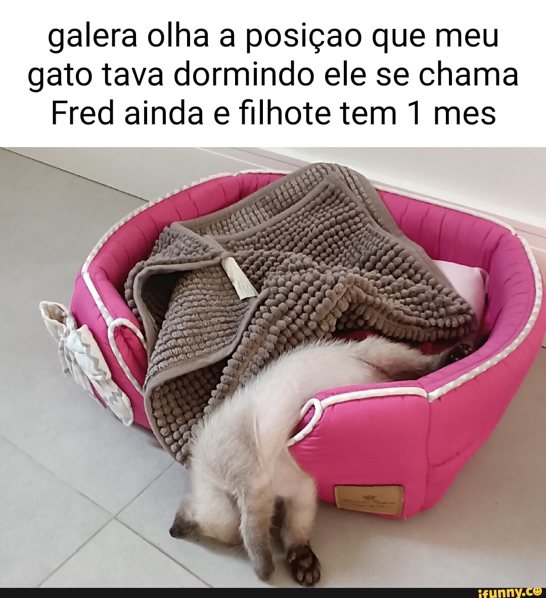 Galera olha a posição que meu gato tava dormindo ele se chama Fred ainda e  filhote tem mes - iFunny Brazil