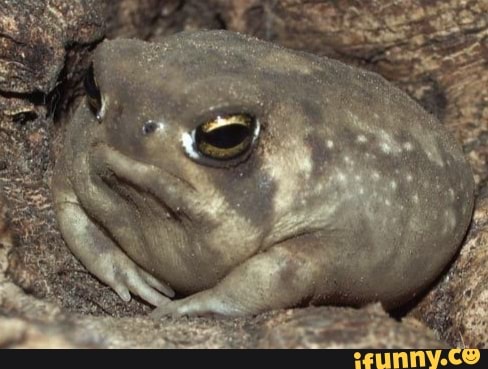 Desertrainfrog memes. Best Collection of funny Desertrainfrog