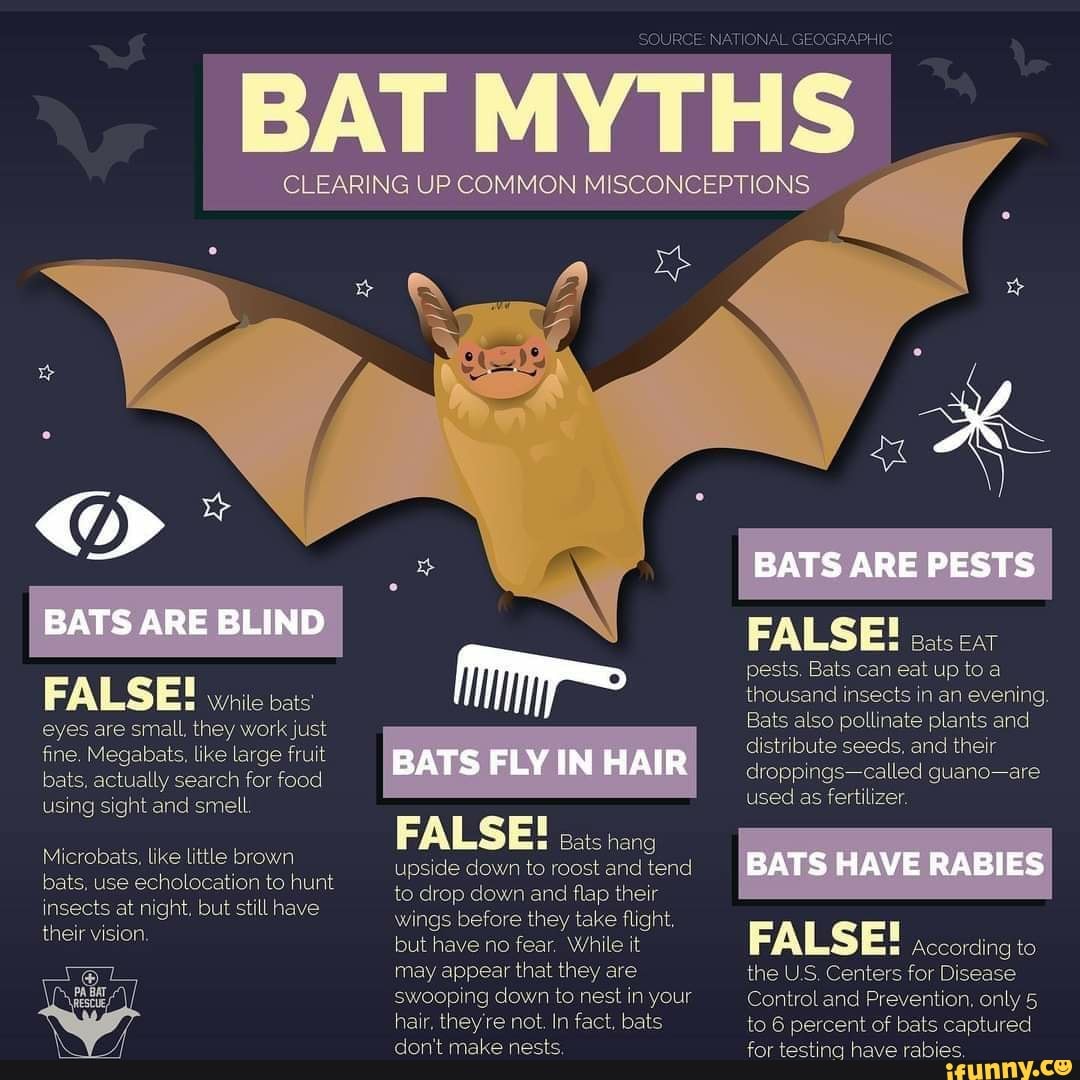 Bats Make Good Neighbors: Ten Facts That May Surprise You