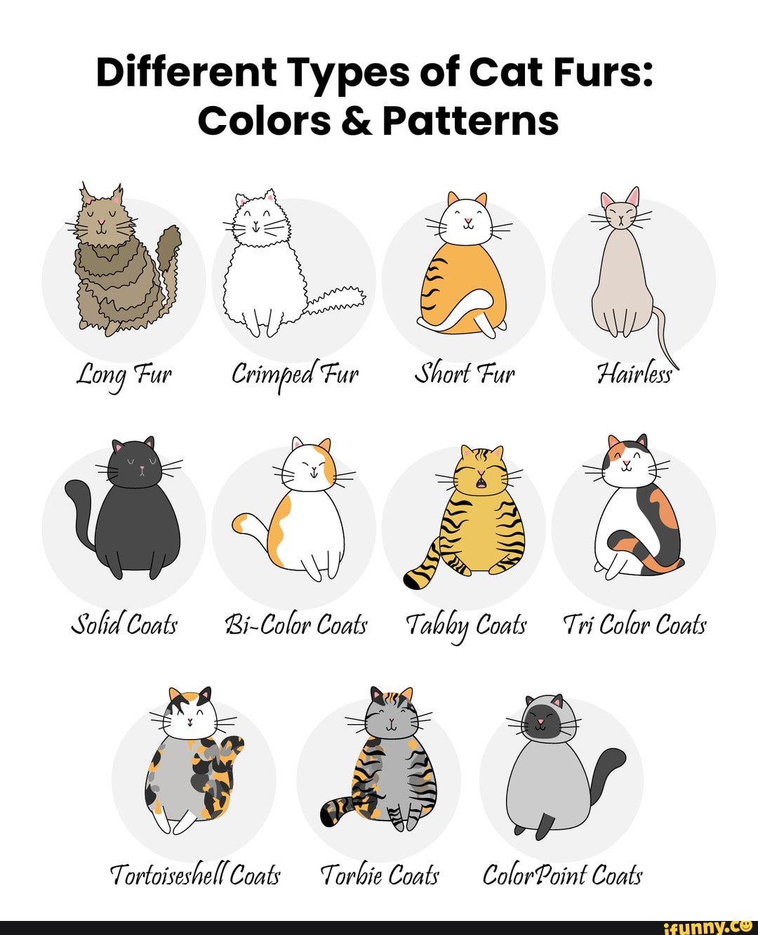 Different Types of Cat Furs: Colors & Patterns Long Fur Crimped' Fur Short  Fur Hairless BOSS Solid Coats Bi-Color Coats Tabby Coats Tri Color Coats  Tortoiseshell Coats Torbie Coats ColorPoint Coats 