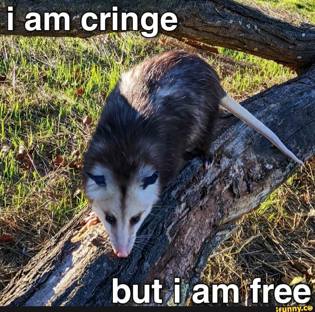 Iam cringe but i am free - iFunny Brazil