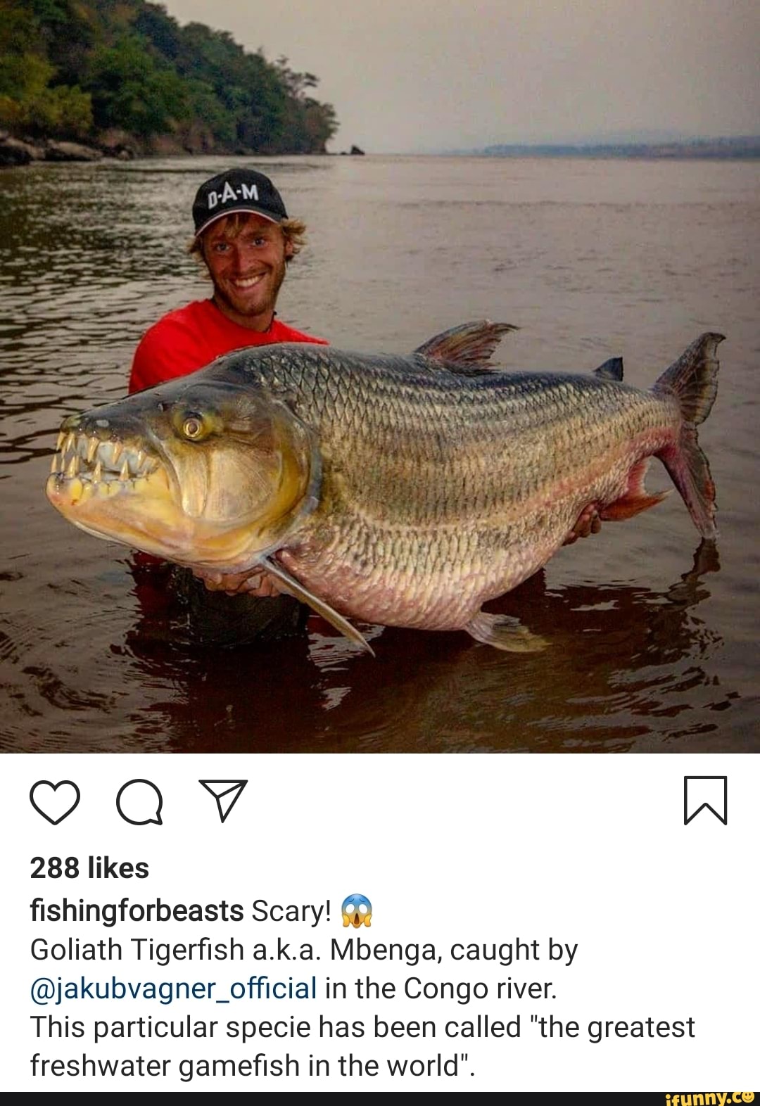 The Deadliest Fish in the Lake! The Tiger Fish from Africa. . . . . . . .  #africa #deadly #amazing #shocking #crazy #fishing #tigerfish #