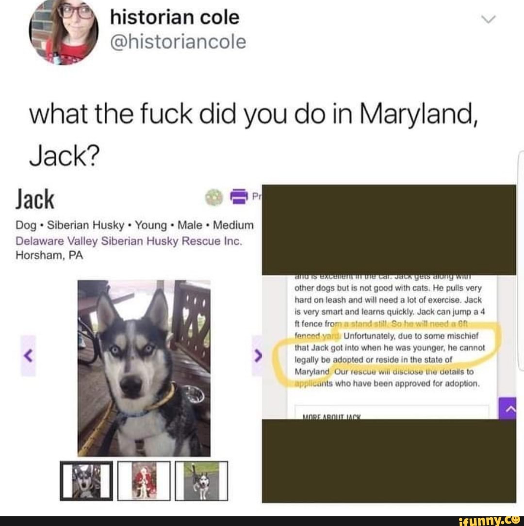 What the fuck did you do in Maryland, Jack? Jack Dog Siberian Husky Young  Male Medium