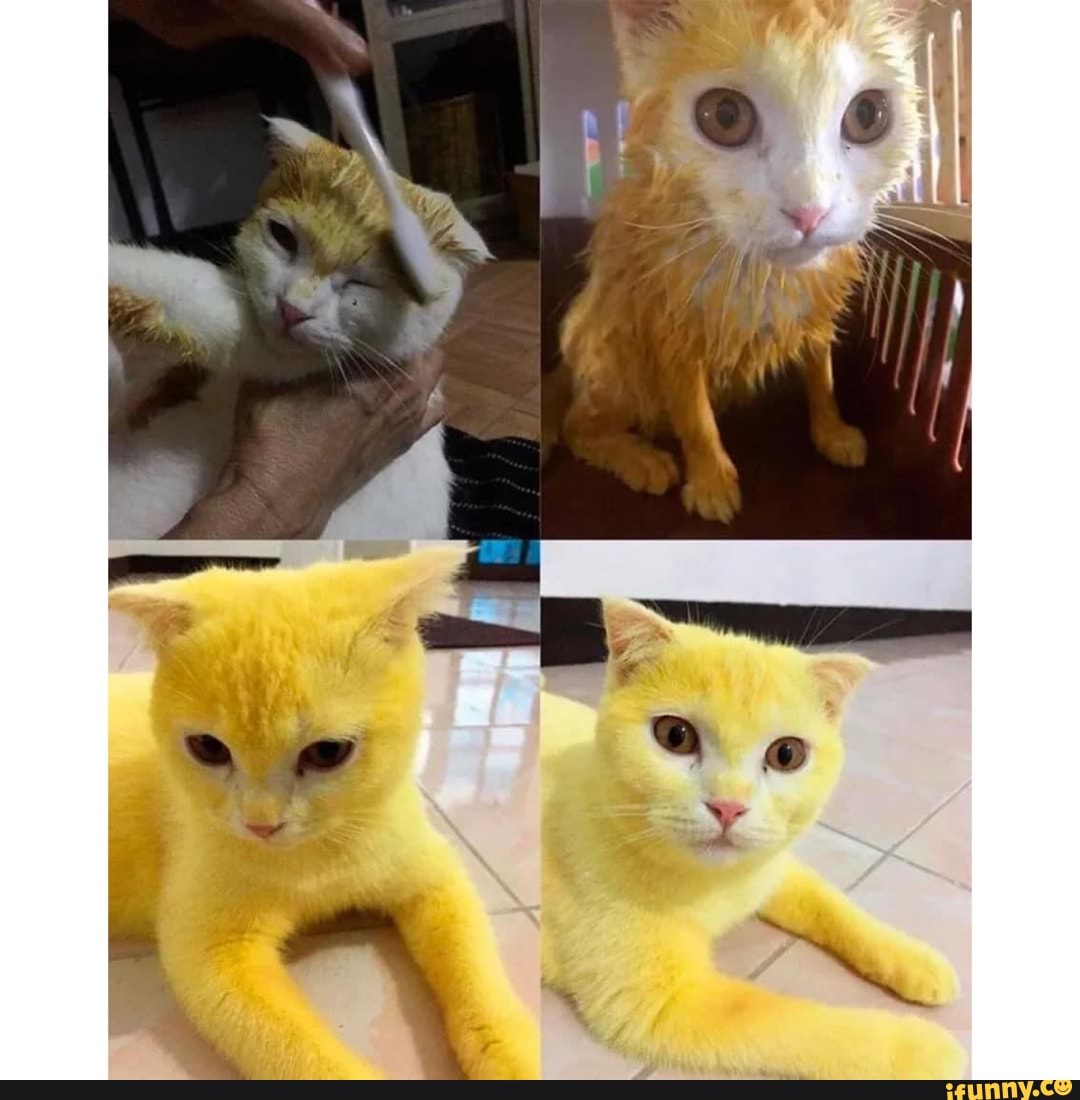 Yellow cat meme - Best photos on