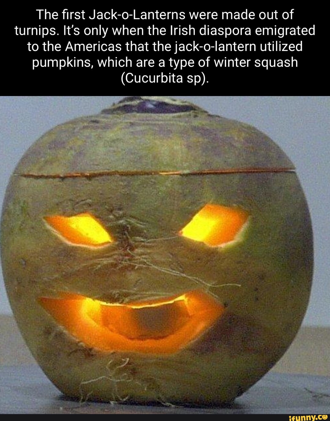 The first JackoLanterns were made out of turnips. It's only when the