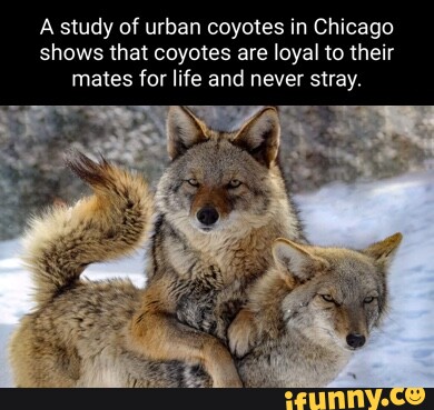 Coyote memes. Best Collection of funny Coyote pictures on iFunny Brazil