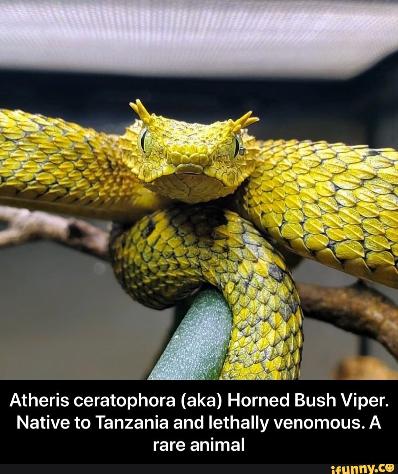 Atheris memes. Best Collection of funny Atheris pictures on iFunny