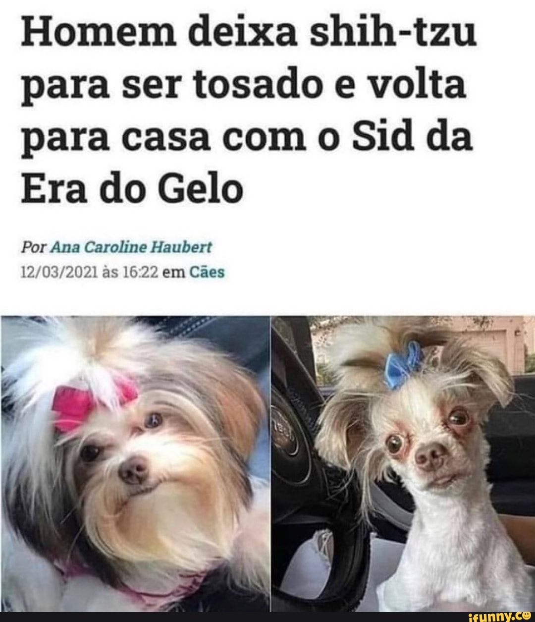 Homem deixa shih-tzu para ser tosado e volta para casa com o Sid da Era do  Gelo