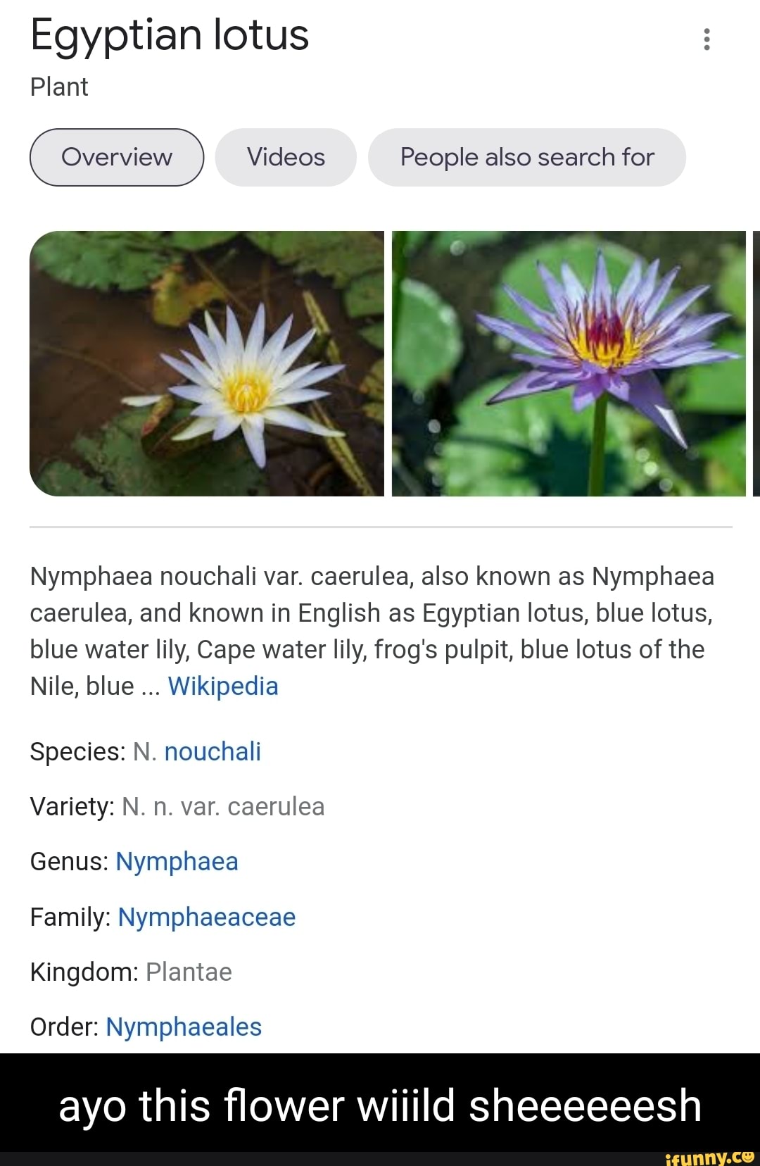 Egyptian lotus Plant Overview Videos People also search for Nymphaea  nouchali var. caerulea, also known as