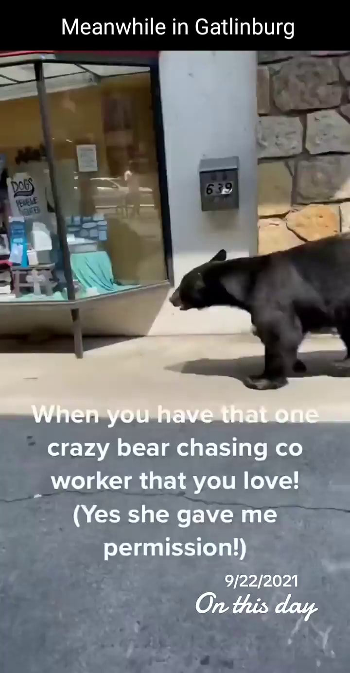 Meanwhile in Gatlinburg When you nave that ane crazy bear chasing co worker  that you love! (Yes she gave me permission!) On this day - iFunny Brazil