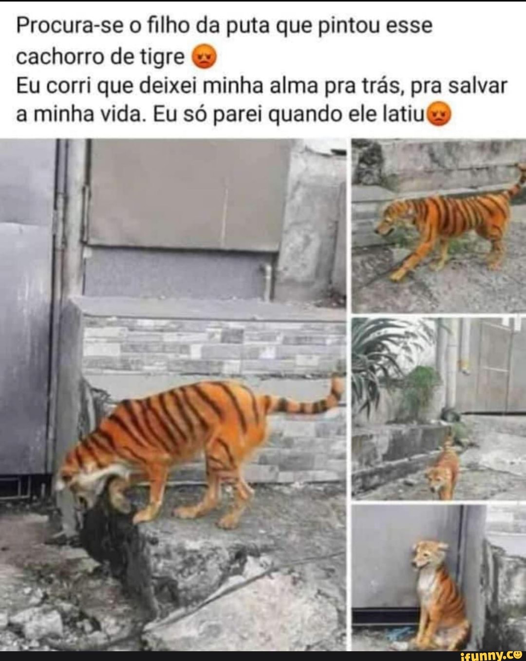 Procura-se o filho da puta que pintou esse cachorro de tigre Eu corri que  deixei minha alma pra trás, pra salvar a minha vida. Eu só parei quando ele  latiu) - iFunny