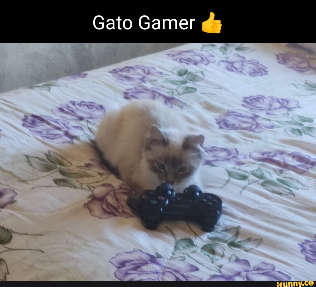 Gato Gamer