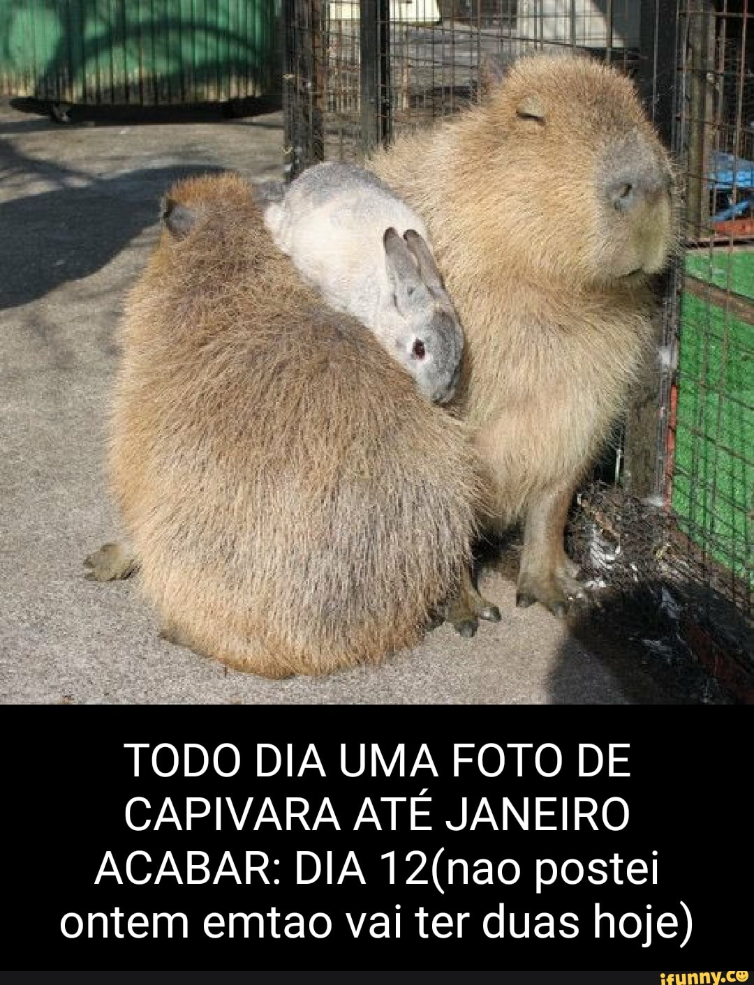 Capivara gamer - iFunny Brazil