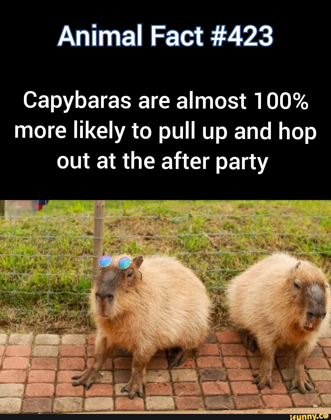 100+] Capybara Pictures