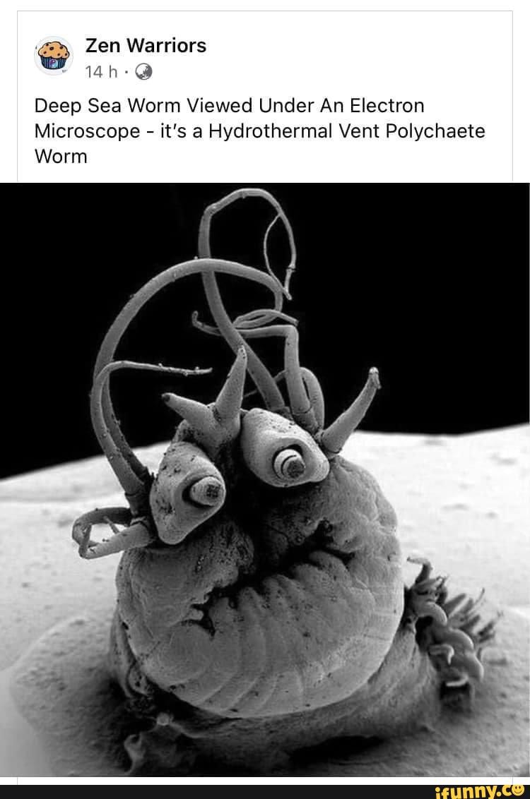 I'm convinced that this worm has Kermit The Frog's voice. - Zen