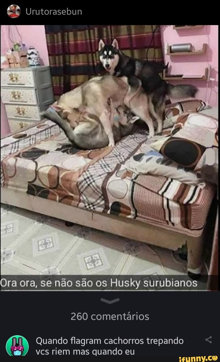 Urutorasebun Ora ora, se não são os Husky surubianos 260 comentários Quando  flagram cachorros trepando vcs riem mas quando eu - iFunny Brazil