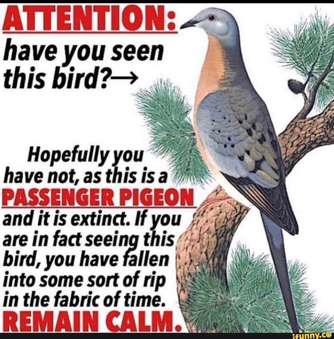 ATTENTION: have you seen this bird? Hopefully you have not, as this is ...