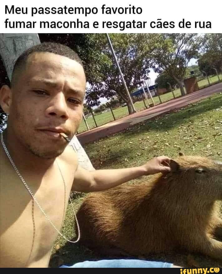 Esse meme da capivara é o meu preferido desse ano