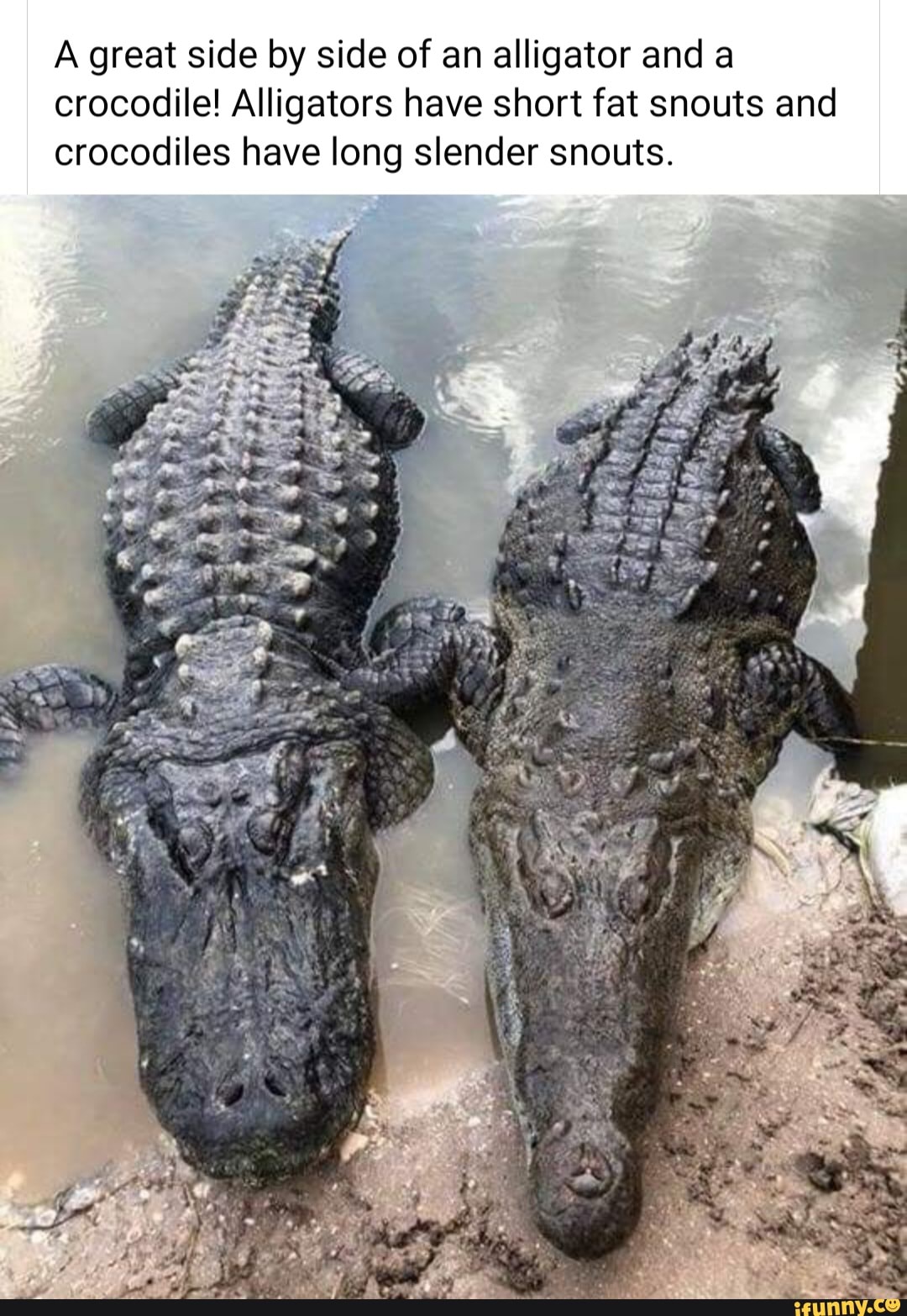 A great side by side of an alligator and a crocodile! Alligators have ...