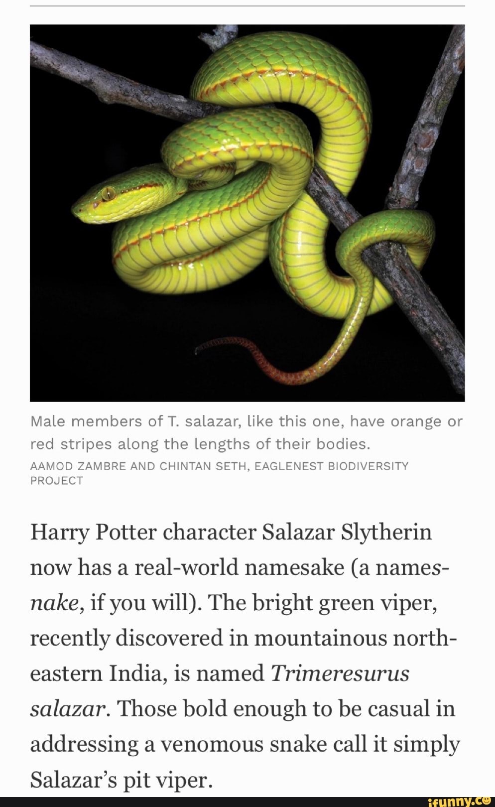 There's officially a snake named after Salazar Slytherin now