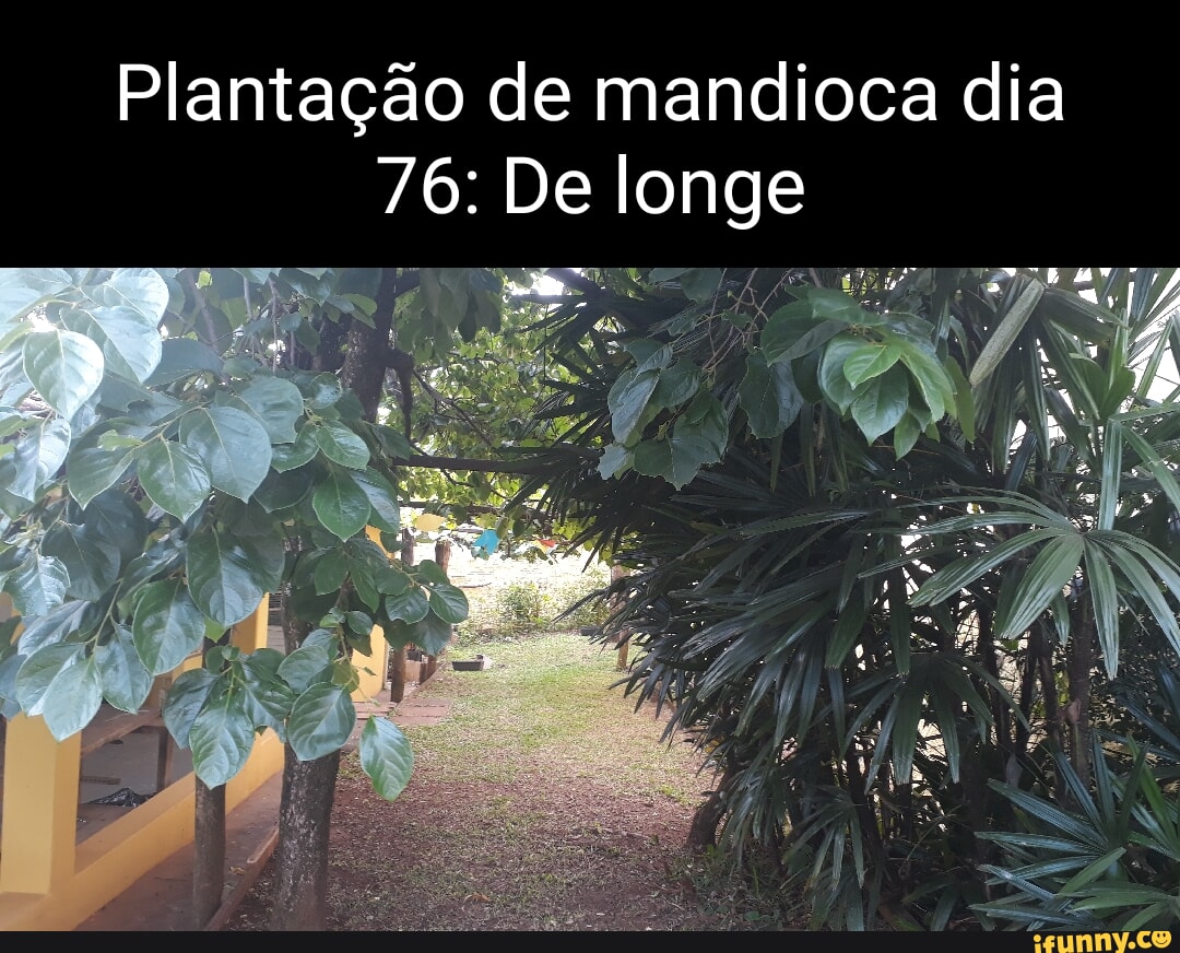 Minha plantação no mine ds - iFunny Brazil