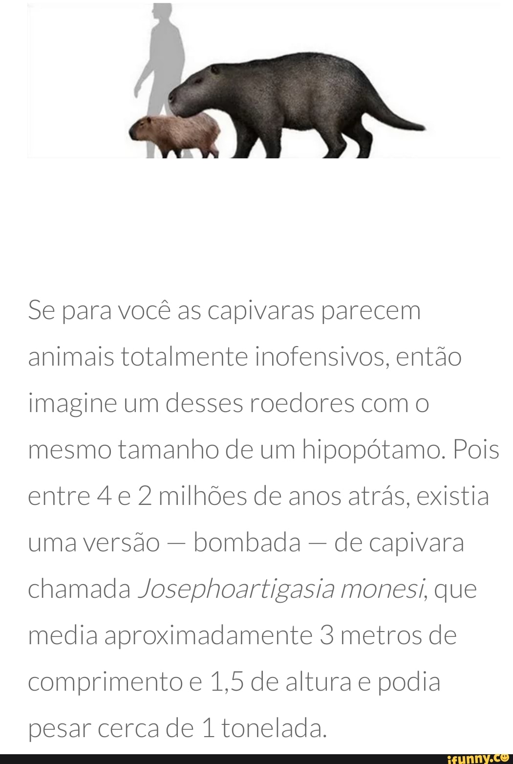 Capivara meme roblox em 2023  Fotos de capivara, Capivara, Capivaras