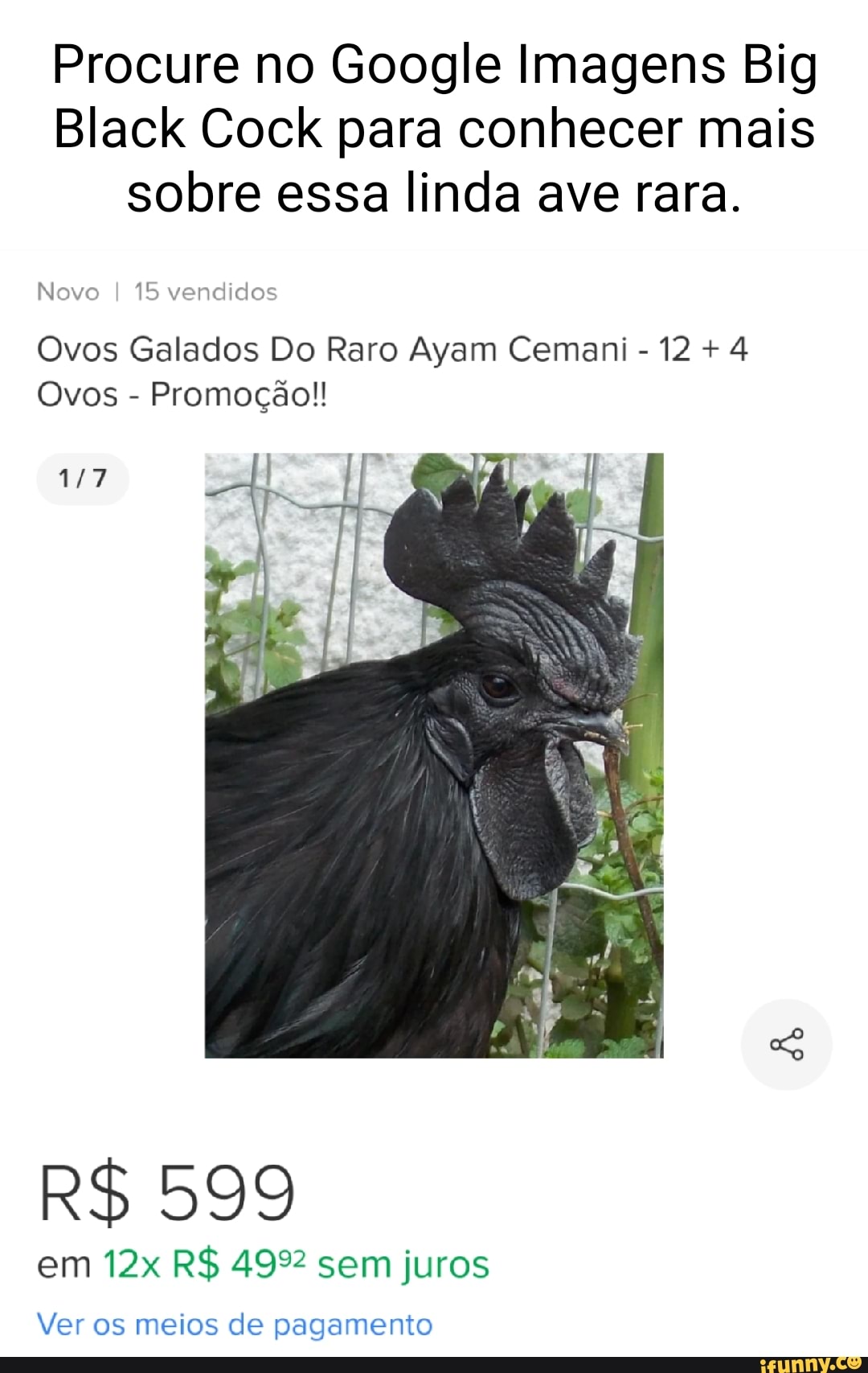 Procure no Google Imagens Big Black Cock para conhecer mais sobre essa  linda ave rara. Novo