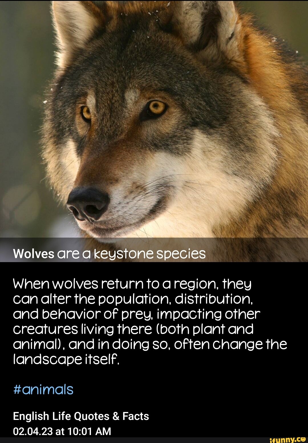 Keystone species, facts and photos