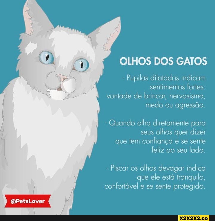 Quem disse que gatos também não gostam de brincar de sinuca? - Purebreak