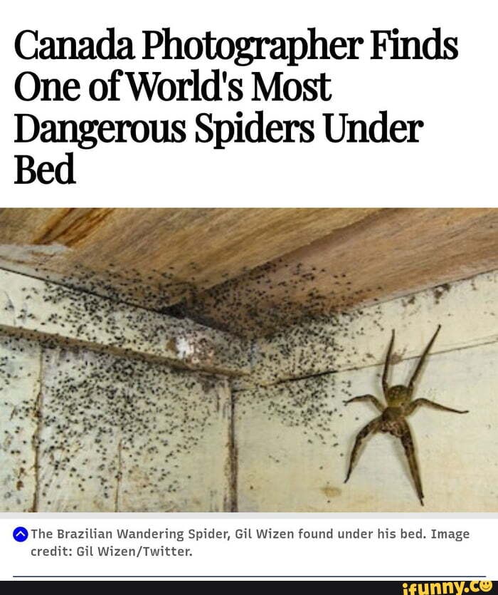 Canada Photographer Finds One of World's Most Spiders Under Be The