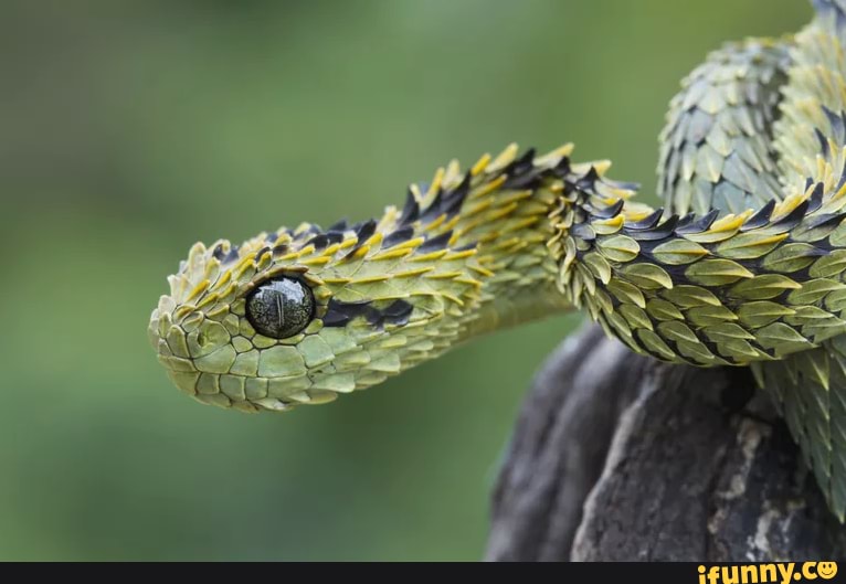 Atheris memes. Best Collection of funny Atheris pictures on iFunny Brazil