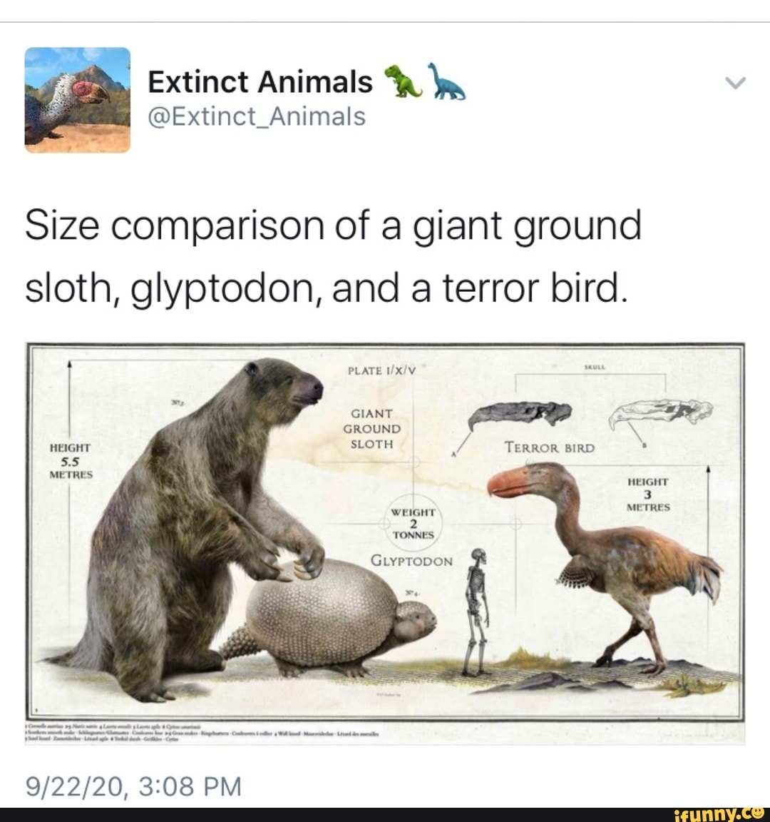 Extinct Animals ' @Extinct_Animals Size comparison of a giant ground sloth,  glyptodon, and a terror bird. PLATE GIANT = GROUND HEIGHT SLOTH TERROR BIRD  5. METRES WEIGHT 2 TONNES PM - iFunny Brazil