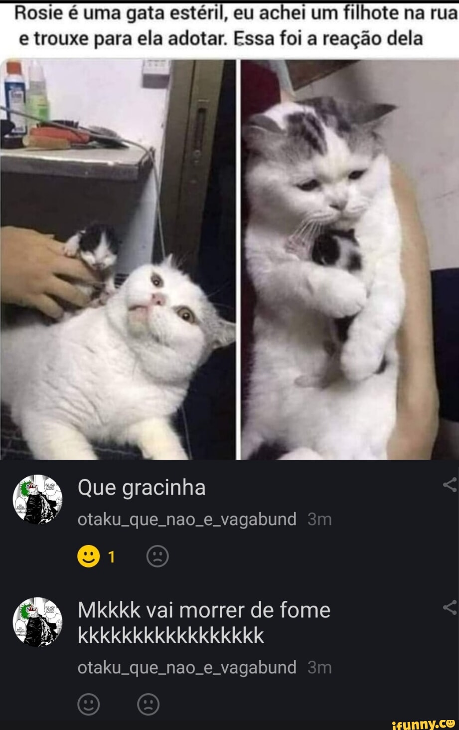 Gatinhofofo memes. Best Collection of funny Gatinhofofo pictures on iFunny  Brazil