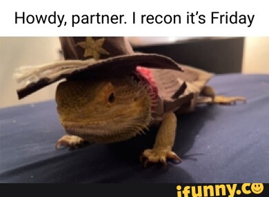 Howdy Bearded Dragon